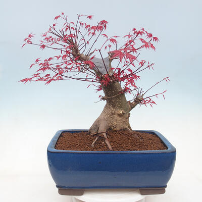 Outdoor bonsai - Maple palmatum DESHOJO - Maple palm leaf - 3