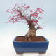 Outdoor bonsai - Maple palmatum DESHOJO - Maple palm leaf - 3/6