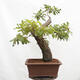 Outdoor bonsai Quercus Cerris - Oak Cer - 3/6