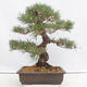 Outdoor bonsai - Pinus thunbergii - Thunberg pine - 3/5