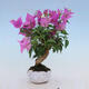 Indoor bonsai - Bouganwilea - 3/4