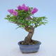 Indoor bonsai - Bouganwilea - 3/4