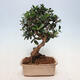 Indoor bonsai - Olea europaea sylvestris - European small-leaved olive oil - 3/5