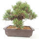 Outdoor bonsai - Pinus thunbergii - Thunberg pine - 3/4