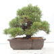 Outdoor bonsai - Pinus thunbergii - Thunberg pine - 3/4
