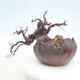 Outdoor bonsai - Pseudocydonia sinensis - Chinese quince - 3/7