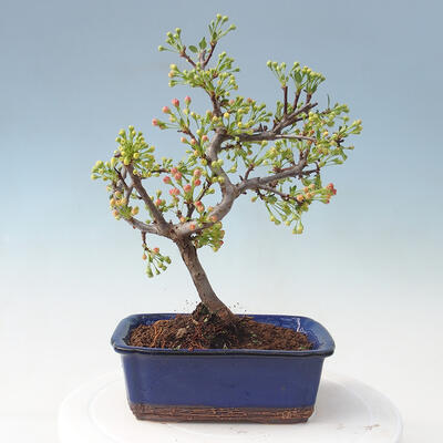 Outdoor bonsai - Malus sargentii - Small-fruited apple tree - 3