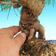 Pinus thunbergii - Pine thunbergova - 3/3