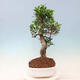 Indoor bonsai - Ficus kimmen - small-leaved ficus - 3/5