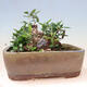 Indoor bonsai - Olea europaea sylvestris - European small-leaved olive oil - 3/7