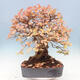 Outdoor bonsai - Carpinus Coreana - Korean hornbeam - 3/5