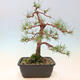 Outdoor bonsai - Pinus Sylvestris - Scots pine - 3/4