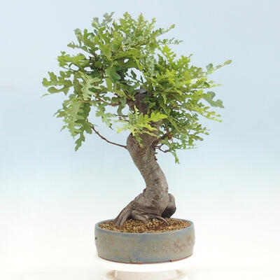 Outdoor bonsai Quercus Cerris - Oak Cer - 3