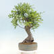 Outdoor bonsai Quercus Cerris - Oak Cer - 3/4