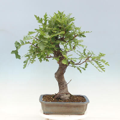 Outdoor bonsai Quercus Cerris - Oak Cer - 3