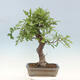 Outdoor bonsai Quercus Cerris - Oak Cer - 3/4