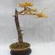 Outdoor bonsai -Modřín opadavý- Larix decidua - 3/7