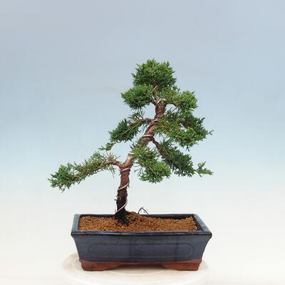 Outdoor bonsai - Juniperus chinensis Kishu-Chinese Juniper - 3