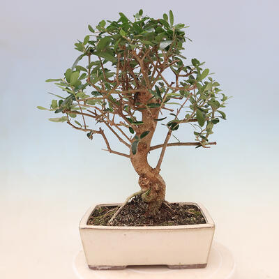 Indoor bonsai - Olea europaea sylvestris - European small-leaved olive oil - 3