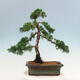 Outdoor bonsai - Juniperus chinensis Kishu-Chinese Juniper - 3/4