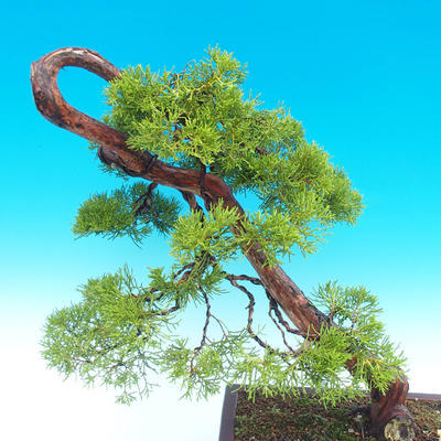 Outdoor bonsai - Juniperus chinensis Chinese -Jalovec - 3