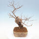Outdoor bonsai - beautiful Callicarpa - 3/6