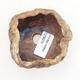 Ceramic shell 6.5 x 5.5 x 5 cm, brown color - 3/3