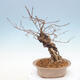 Outdoor bonsai - beautiful Callicarpa - 3/6