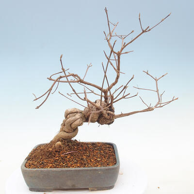 Outdoor bonsai - beautiful Callicarpa - 3