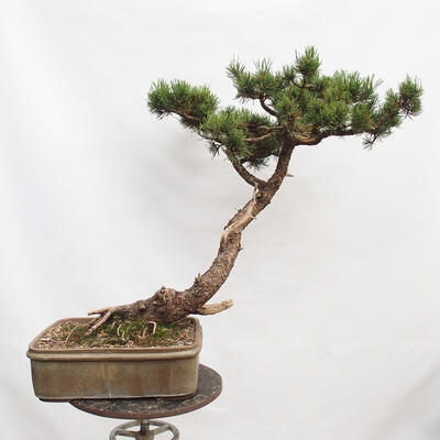 Outdoor bonsai - Mud pine - Pinus uncinata - 3