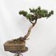 Outdoor bonsai - Mud pine - Pinus uncinata - 3/5