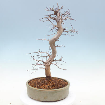 Outdoor bonsai -Carpinus CARPINOIDES - Korean Hornbeam - 3
