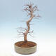 Outdoor bonsai -Carpinus CARPINOIDES - Korean Hornbeam - 3/5