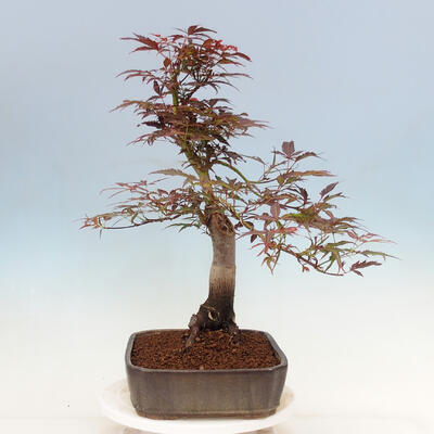 Outdoor bonsai - Acer palmatum Atropurpureum - Red palm maple - 3