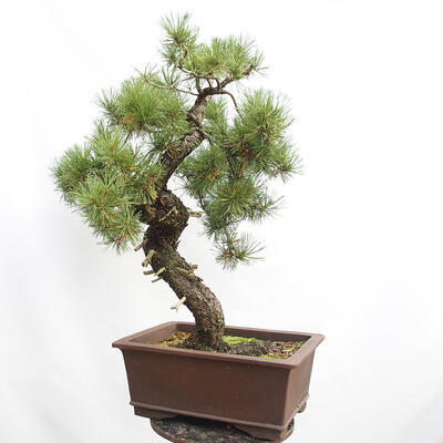 Outdoor bonsai - Mud pine - Pinus uncinata - 3