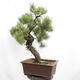 Outdoor bonsai - Mud pine - Pinus uncinata - 3/5