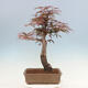 Outdoor bonsai - Acer palmatum Atropurpureum - Red palm maple - 3/5