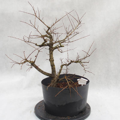 Outdoor bonsai clay had - leaves - Ulmus parviflora - 3