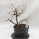 Outdoor bonsai clay had - leaves - Ulmus parviflora - 3/4