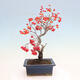 Outdoor bonsai - Pourthiaea villosa - Hairy lightning - 3/5