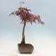 Outdoor bonsai - Acer palmatum Atropurpureum - Red palm maple - 3/4