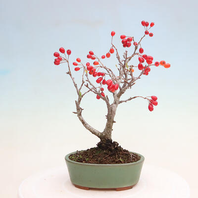 Outdoor bonsai - Pourthiaea villosa - Hairy lightning - 3