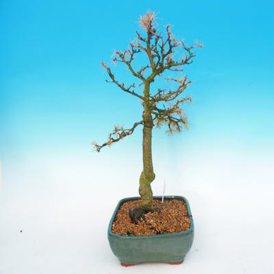 Outdoor bonsai -Modřín-deciduous Larix decidua - 3
