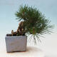 Outdoor bonsai - Pinus thunbergii - Thunbergia pine - 3/5