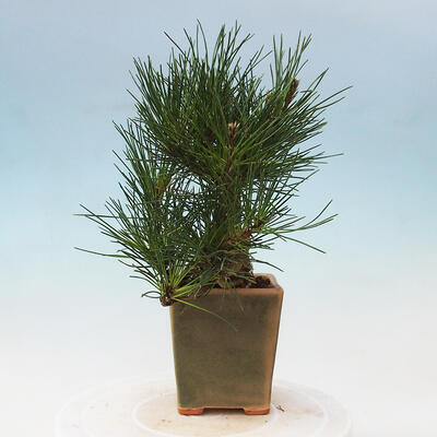 Outdoor bonsai - Pinus thunbergii - Thunbergia pine - 3