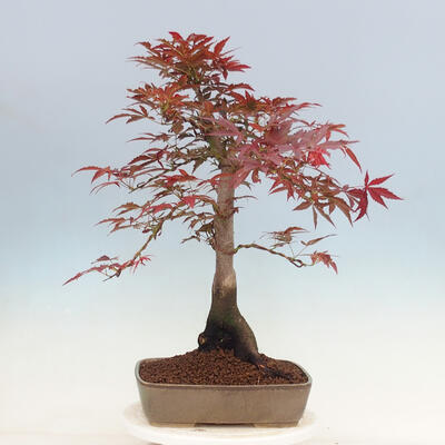 Outdoor bonsai - Acer palmatum Atropurpureum - Red palm maple - 3