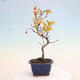 Outdoor bonsai - Pourthiaea villosa - Hairy lightning - 3/5