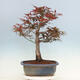 Outdoor bonsai - Acer palmatum Atropurpureum - Red palm maple - 3/5