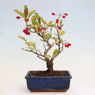 Outdoor bonsai - Pourthiaea villosa - Hairy lightning - 3