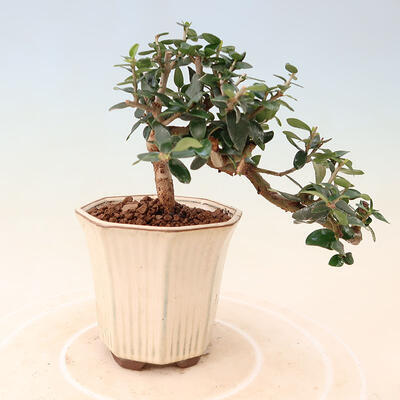 Indoor bonsai - Olea europaea sylvestris - European small-leaved olive oil - 3